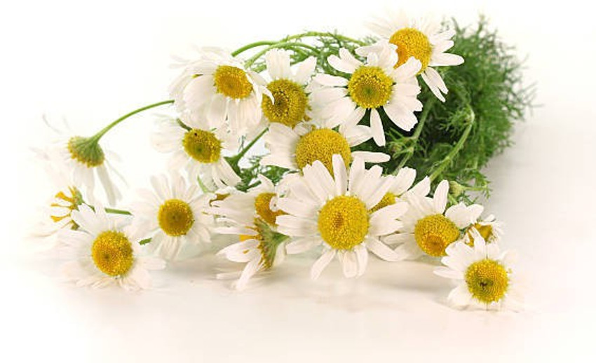 Ingredient Chamomilla Recutita Flower Extract – OverSoyed, 60% OFF