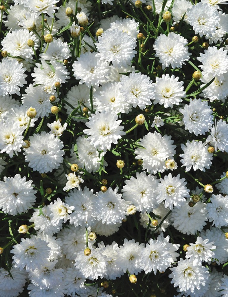 ishika Rare Marguerite Double Flower Seed Price in India - Buy ishika Rare  Marguerite Double Flower Seed online at