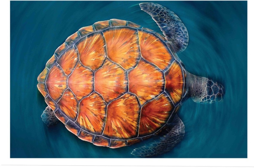 1,200+ Golden Turtle Stock Photos, Pictures & Royalty-Free Images - iStock