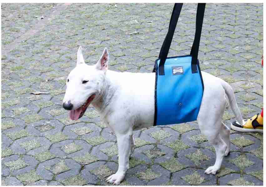 Doglemi harness 2024