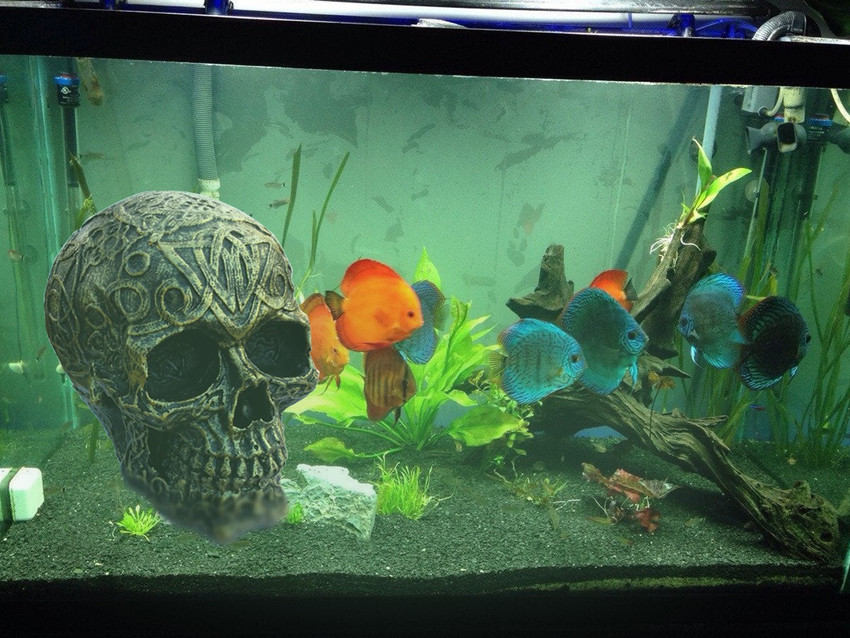 Jainsons Pet Products Egypt Skeleton face Ornament for Aquarium