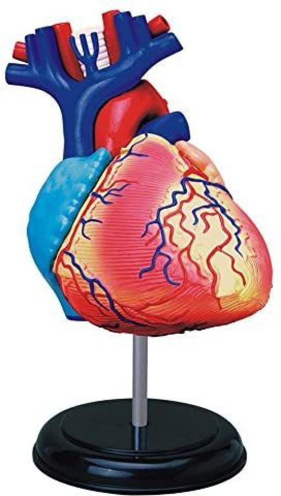 Tedco Human Anatomy - Heart Anatomy Model Price in India - Buy