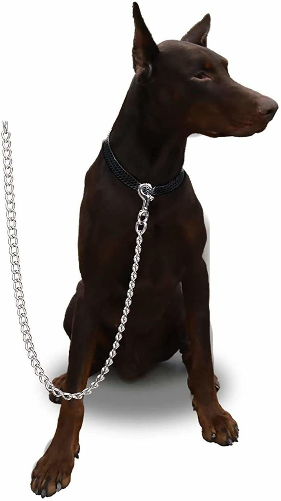Chain leash hotsell for small dog