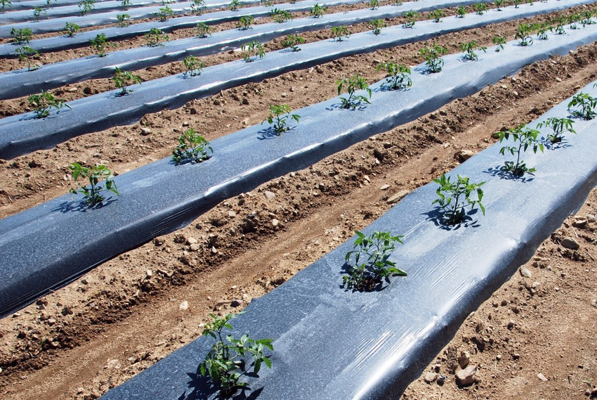 Mulch plate deals