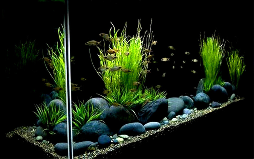 Aquarium stones rocks shop