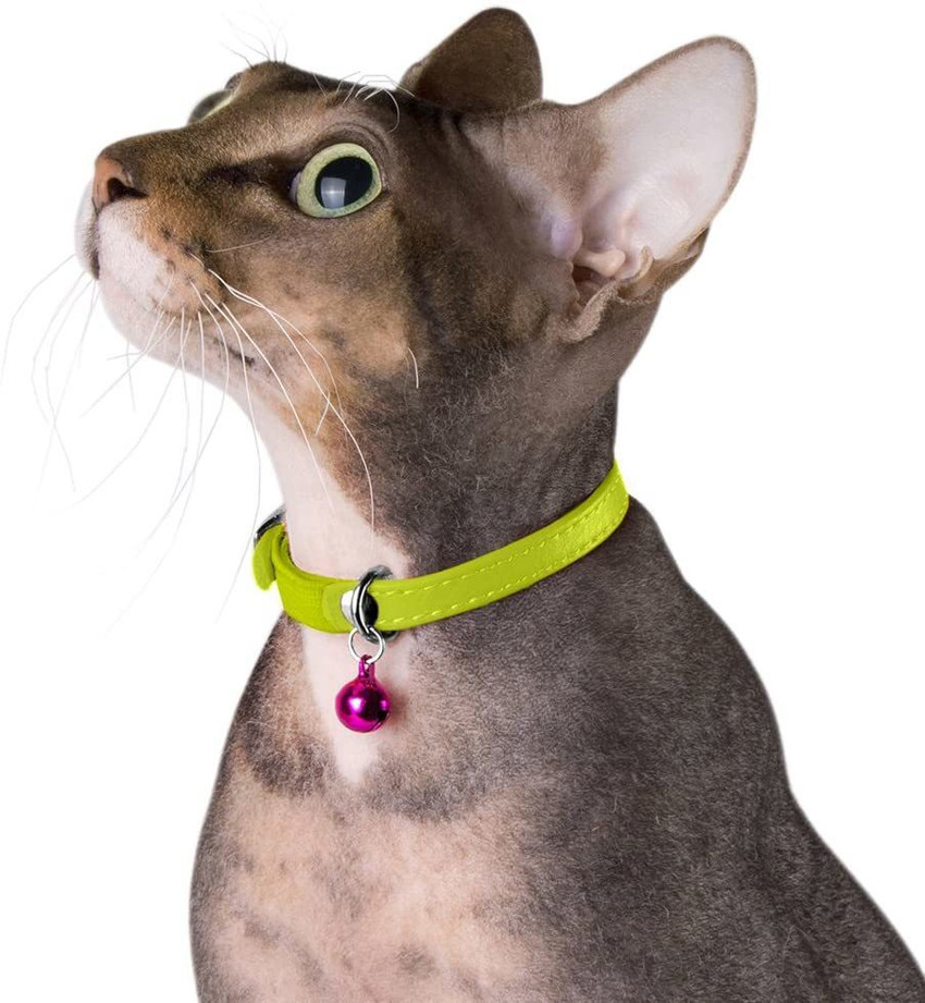 Quinergys Bell Collar Tag Cum Pendant for Dog Puppy Kitten Cat Bell Dog Collar Charm Price in India Buy Quinergys Bell Collar Tag Cum Pendant for Dog Puppy Kitten Cat Bell Dog Collar Charm online at F...