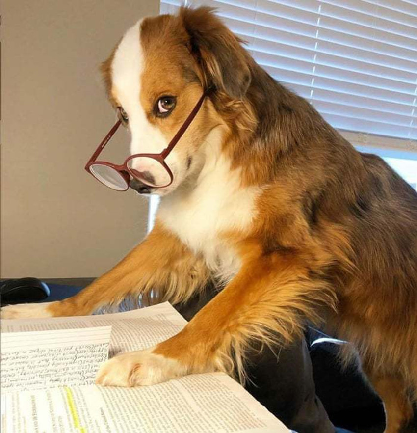 All dogs and cats veterinary hospital clearance