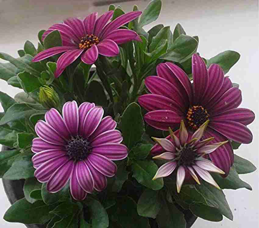 Daisy plant hot sale