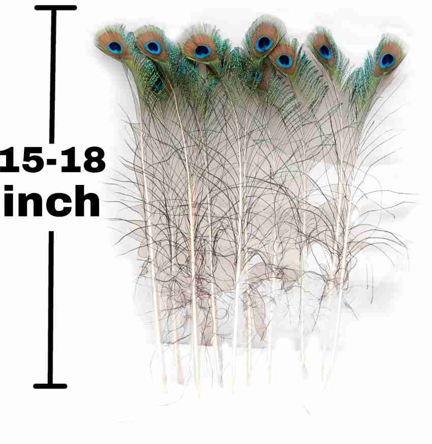 Peacock Feather Pack of 100 Decorative Feathers Price in India - Buy Peacock  Feather Pack of 100 Decorative Feathers online at