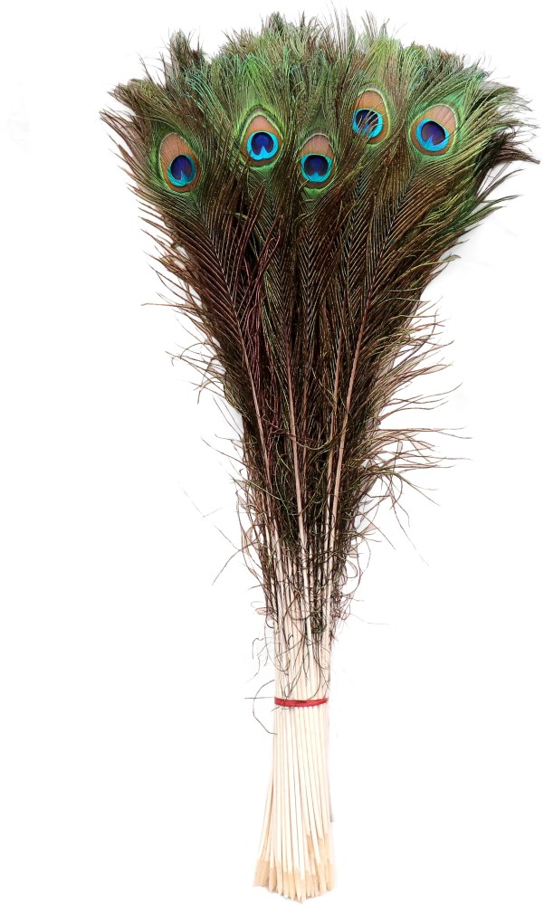 Peacock Feather Pack of 50 Decorative Feathers Price in India