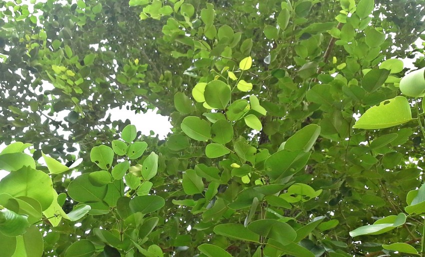 Green Pterocarpus Santalinus Red Sandalwood Plant For Plantation Upto  15feet