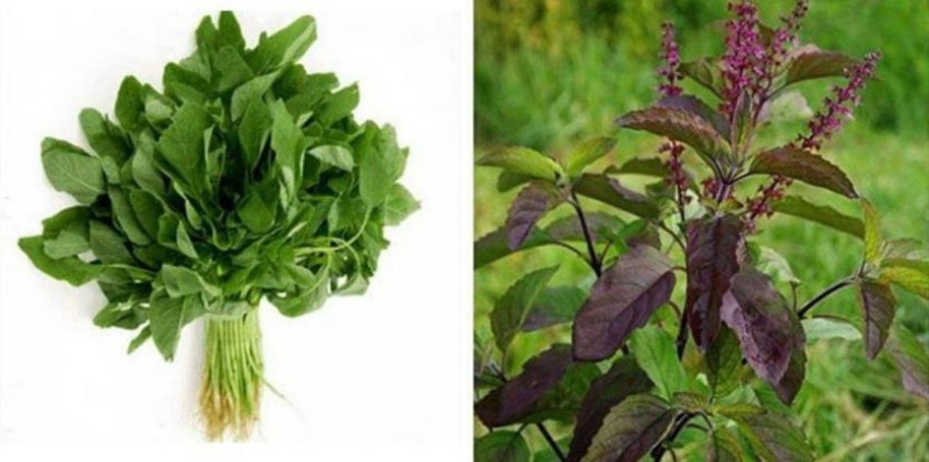 dreamseawaves BATHUA LEAVES Holy Basil Shyama Tulsi Seed Price in