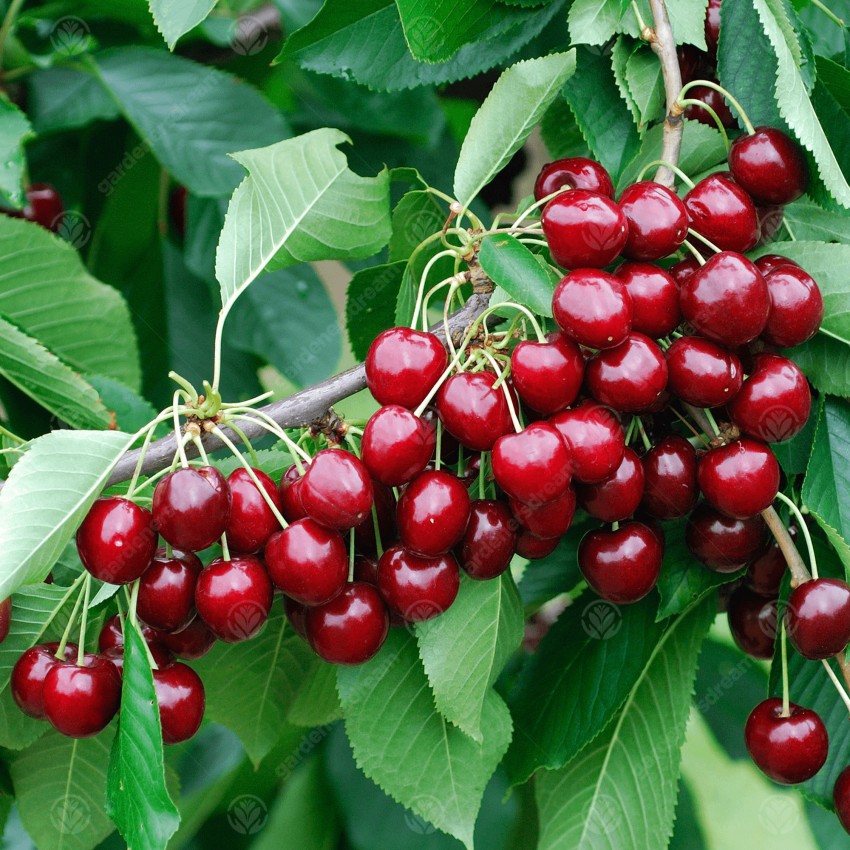 Cherry Trees: Pick Sweet Cherries Straight from the Branch - Roots Plants