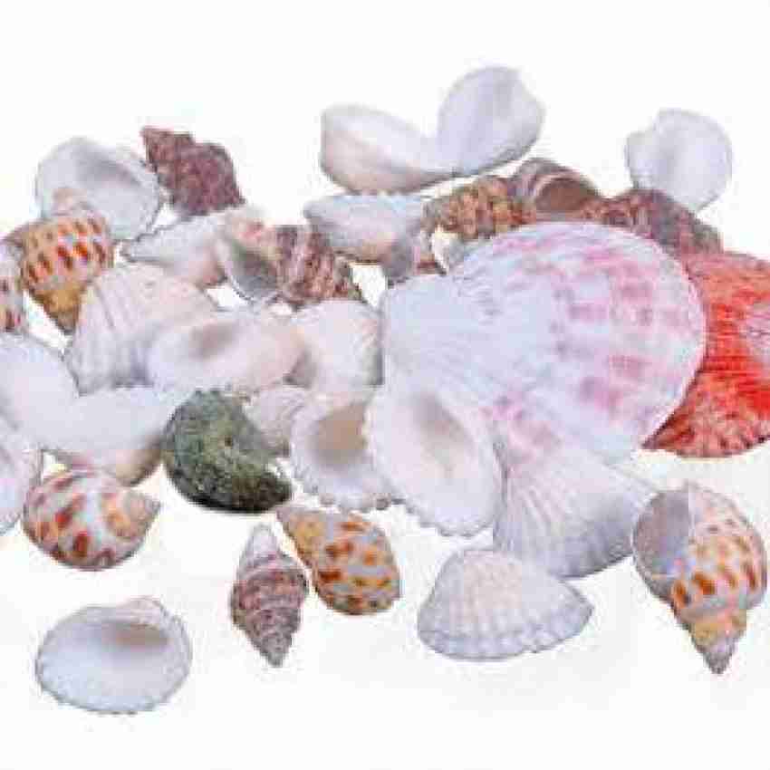 ADUMAI Ocean Exclusive Aquarium Decorative Mixed Seashell