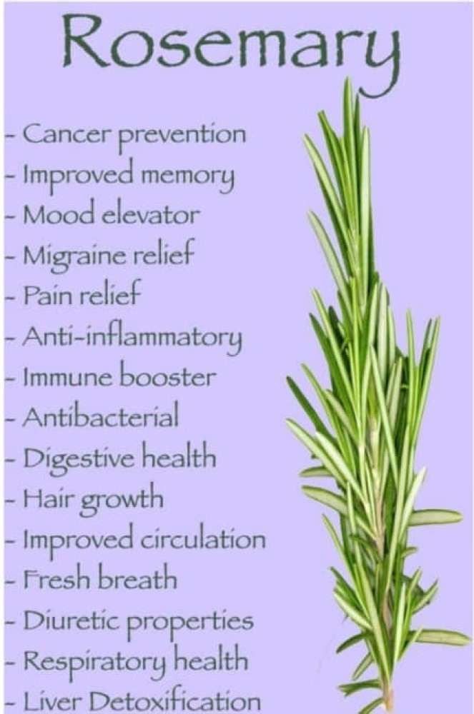 Easygrow Dry Rosemary Leaves 100 Natural 200 gm Herbal Tea For Hair  Growth  Amazonin Grocery  Gourmet Foods