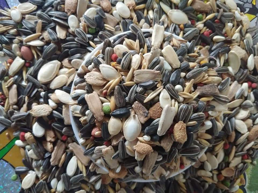 Conure top parrot food