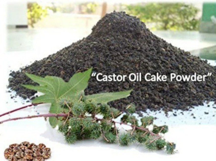 50 Kg Bag Powder Surya Castor Cake, For Agriculture Fertilizer