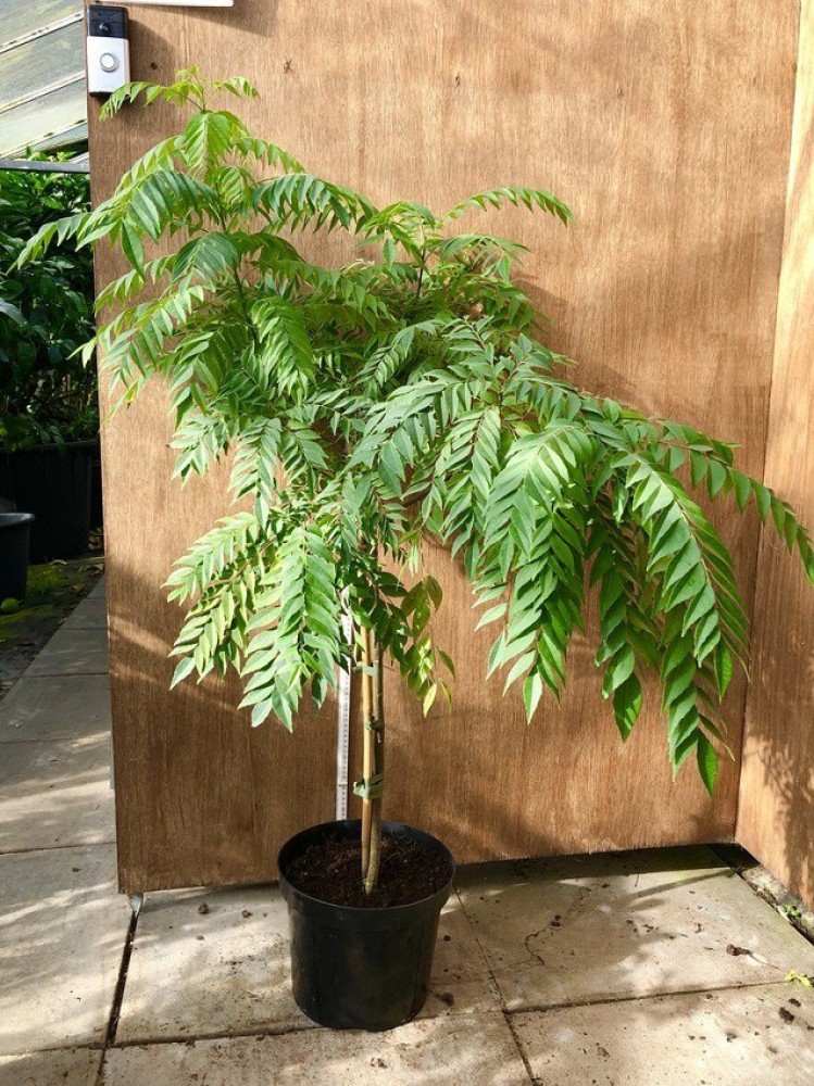 Eco Ocean Curry Leaf Plant Price in India - Buy Eco Ocean Curry Leaf Plant online at Flipkart.com