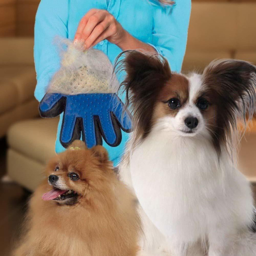 Curry papillon hot sale puppies