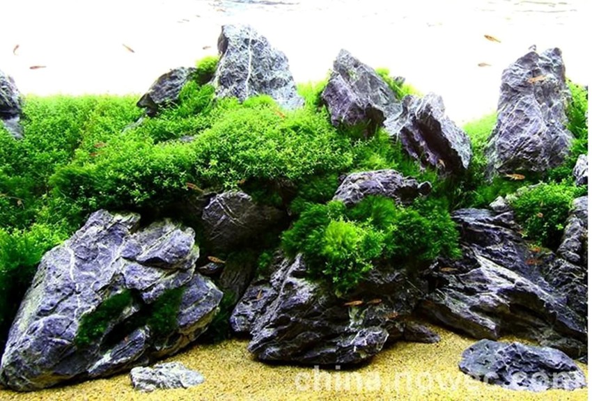 Petzlifeworld Seiryu Rock for Aquascaping, Aquariums, Terrariums