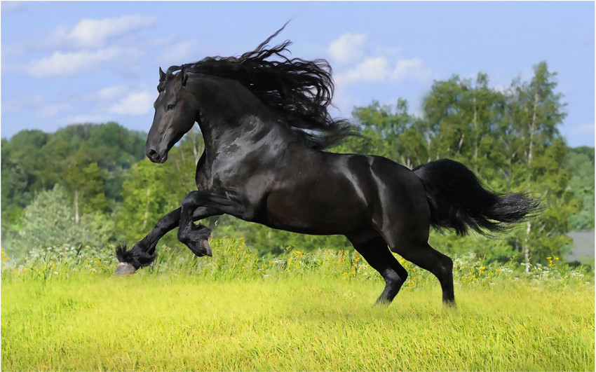 HK Prints 45 cm Horse sticker horse stickers running horse