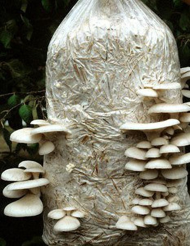 Paddy Straw Mushroom