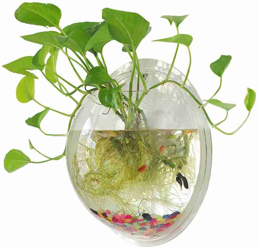 Petzlifeworld 15 Inch Acrylic Wall Hanging Bowl for Fish and