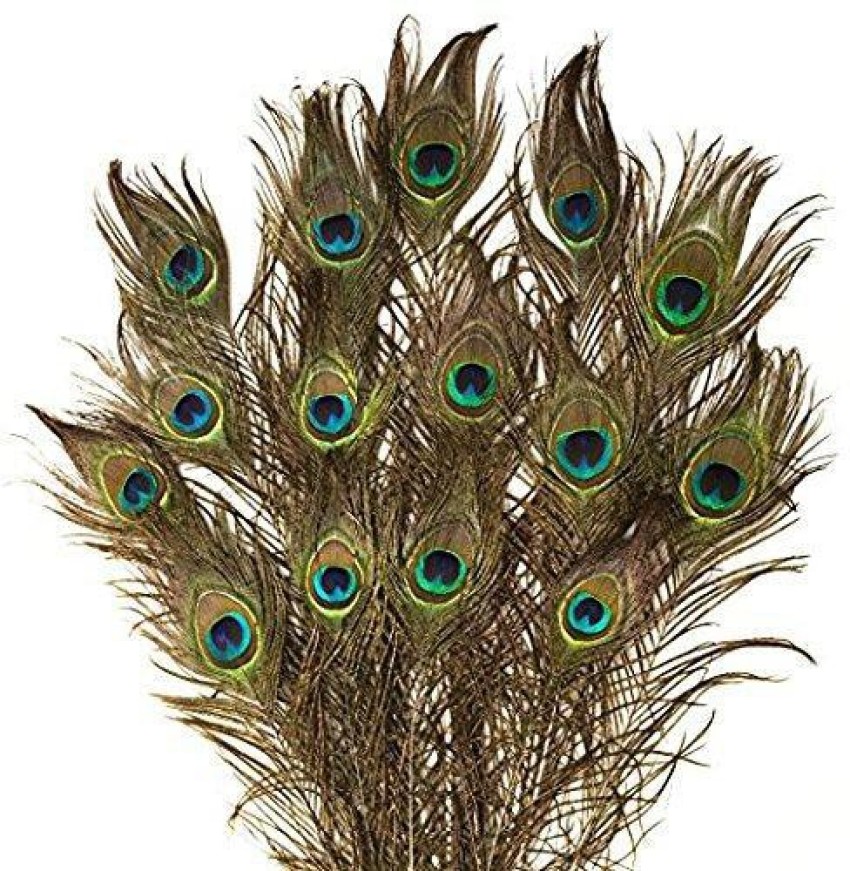 7 CLOUDS INDIA Pack of 7 Decorative Feathers Price in India - Buy 7 CLOUDS  INDIA Pack of 7 Decorative Feathers online at