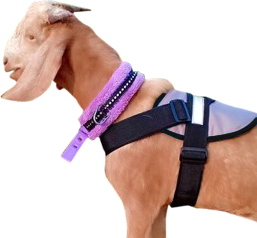 shoonya Goat/ Dog Safety Harness Price in India - Buy shoonya Goat/ Dog  Safety Harness online at