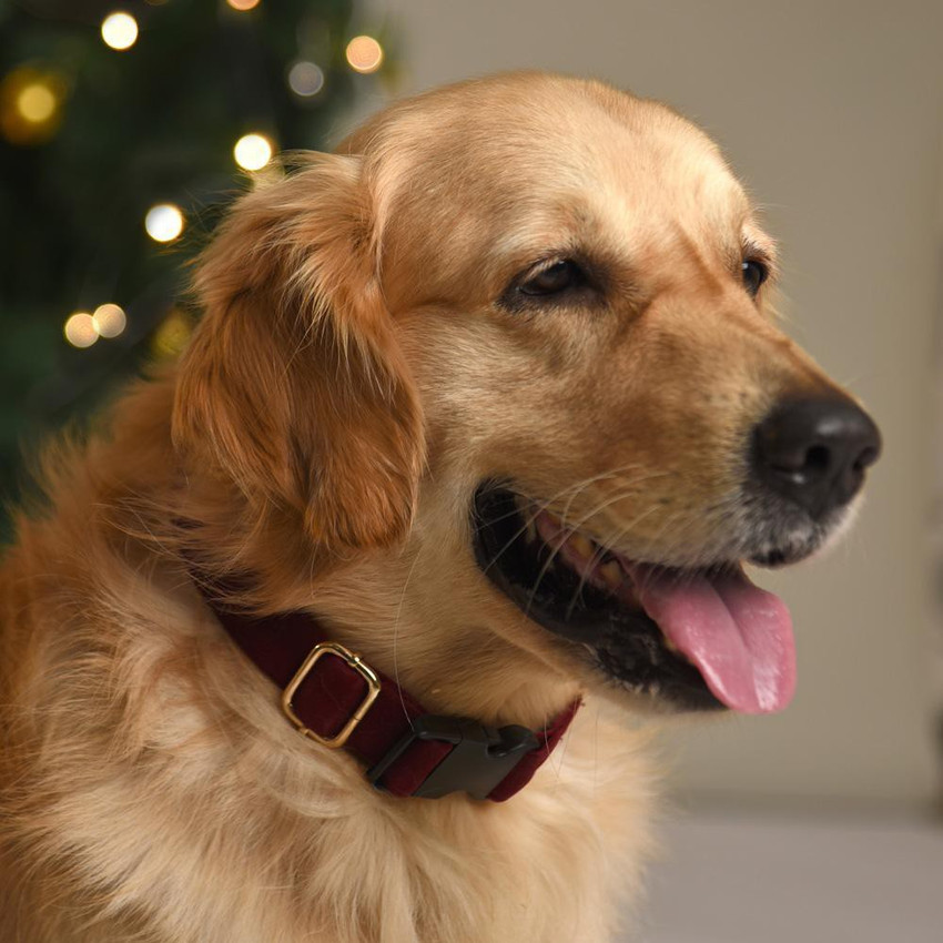 Maroon sales dog collar