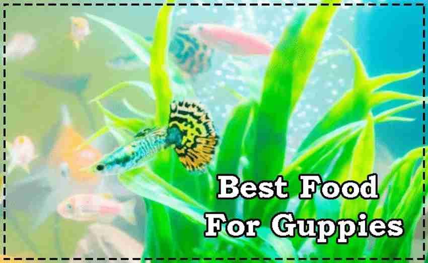 Best food for guppy fry online
