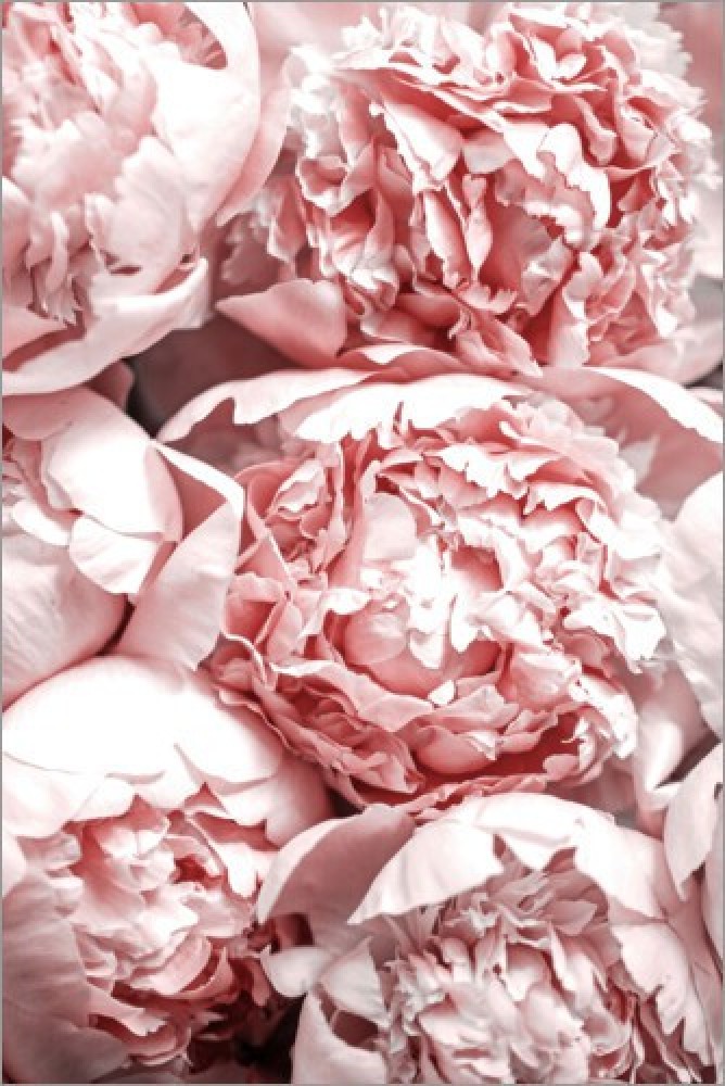 Peonies and Roses Poster - Pink flowers 