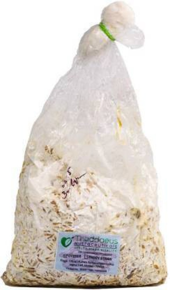 Natural White PADDY STRAW MUSHROOM SPAWN ( SEED), Packaging Type: Poly,  Packaging Size: 200