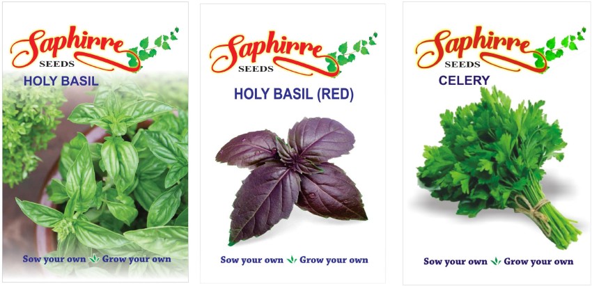 Saphirre Seeds Holy basil parsley Seed Price in India Buy