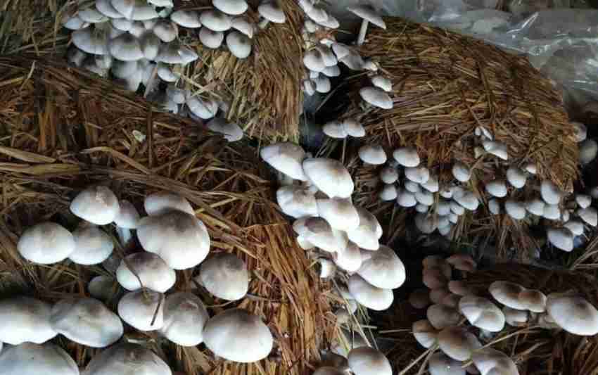 Paddy Straw Mushroom