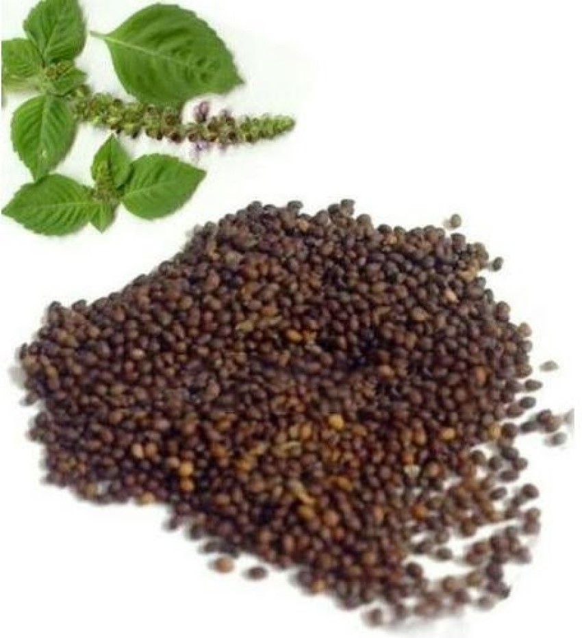 MondalNursery Holy Basil Seed Price in India Buy MondalNursery