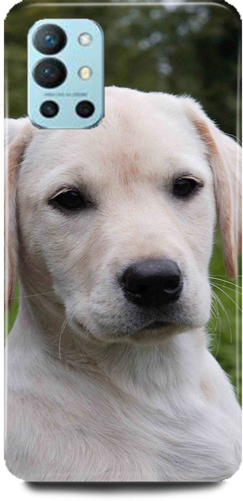 Lebra dog sales