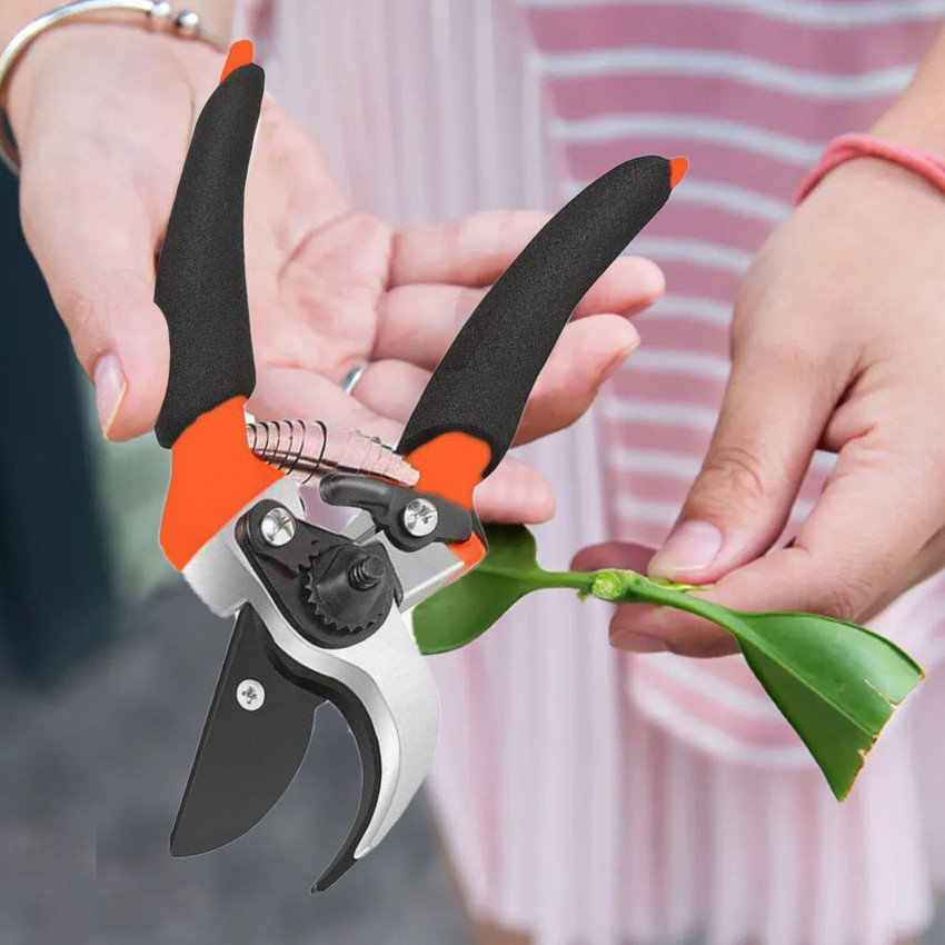 Sharf shears outlet