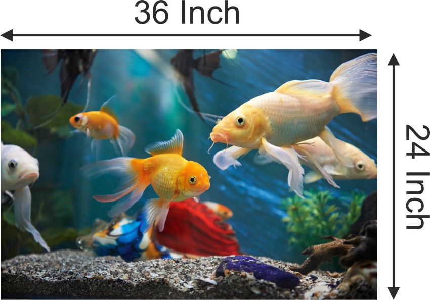 PRIME HOME DECOR 60.96 cm Under Water Beautiful Fish HD Wall Poster, Wall  Covring Size 24 inch X 36 Inch