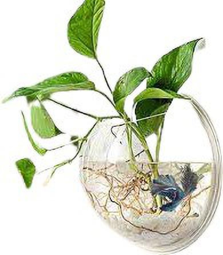 Virya 4 L Fish Bowl Price in India - Buy Virya 4 L Fish Bowl