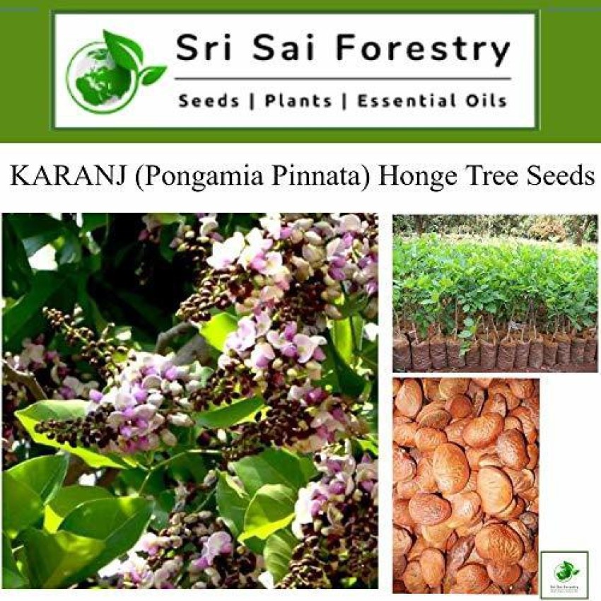 Discover 140+ karanja oil uses for hair - tnbvietnam.edu.vn