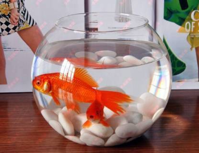 goblet 3 L Fish Bowl Price in India Buy goblet 3 L Fish Bowl online at Flipkart