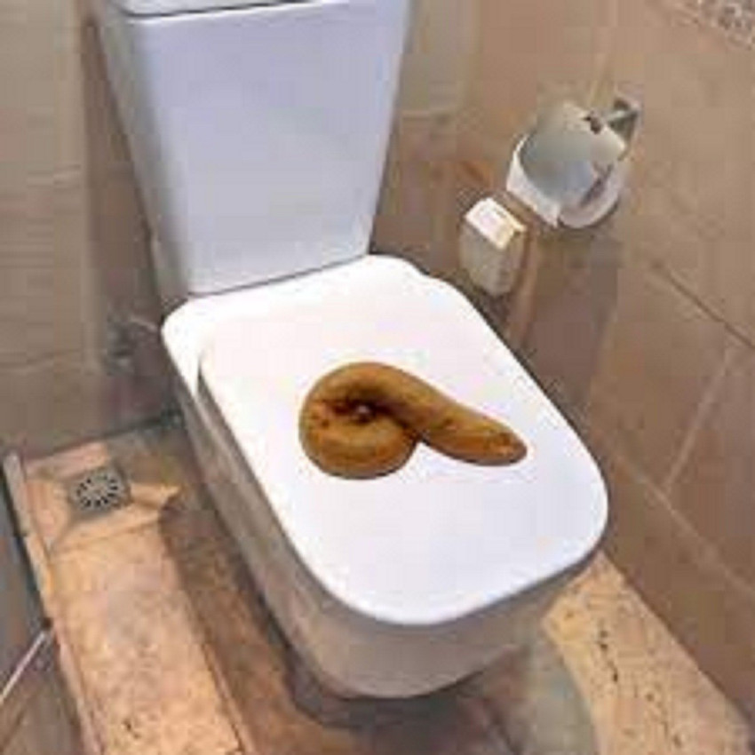 R.s.Magic Tricks Realistic Real Looking Fake Poop Potty Toilet Practical Jokes Funny Toys Gag Toy Fake Potty Gag Toy Price in India Buy R.s.Magic Tricks Realistic Real Looking Fake Poop Potty