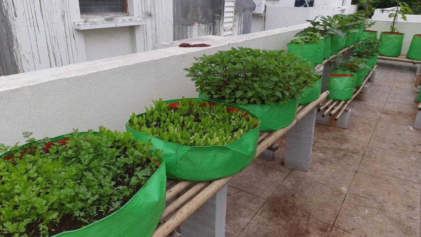 YUVAGREEN Plastic Big Size Terrace Gardening Grow Bag for Fruits 24