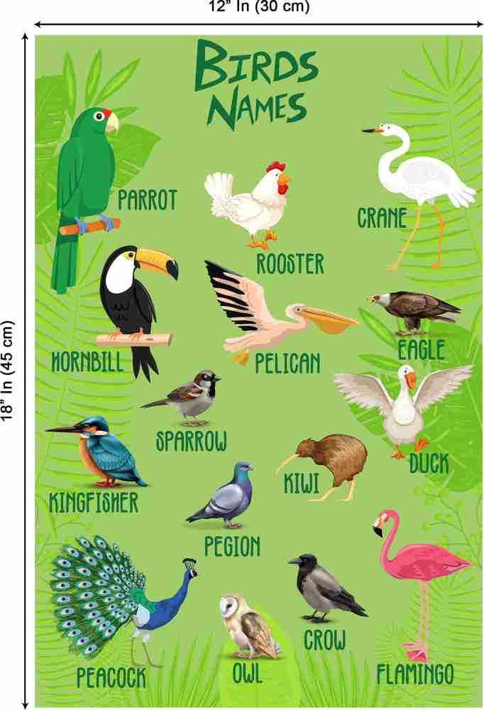 names-for-pet-birds-perfect-names-for-your-feathered-40-off