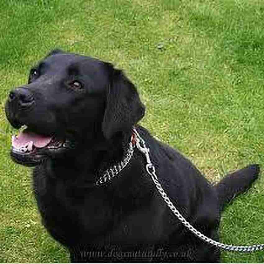 Hanu Dog Chain Heavy Weight Dog Chain 152 cm 152 cm Dog Chain Leash Price  in India - Buy Hanu Dog Chain Heavy Weight Dog Chain 152 cm 152 cm Dog Chain