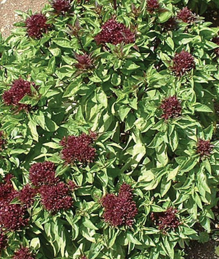 VibeX Purple Cardinal Basil Seed Price in India Buy VibeX Purple