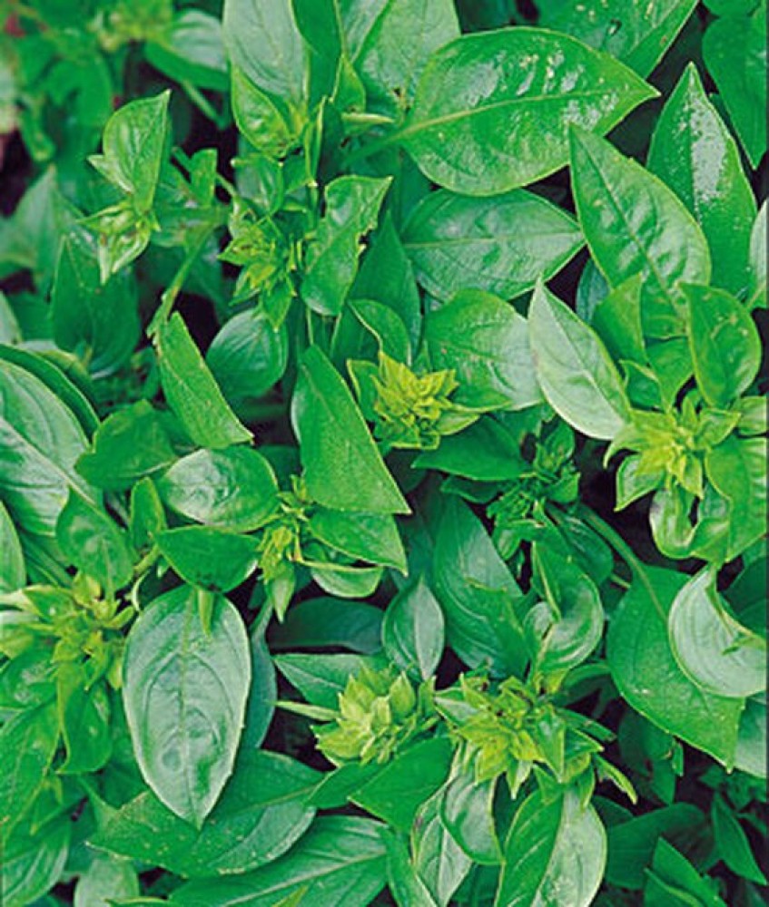 VibeX Basil Summerlong Seed Price in India Buy VibeX Basil