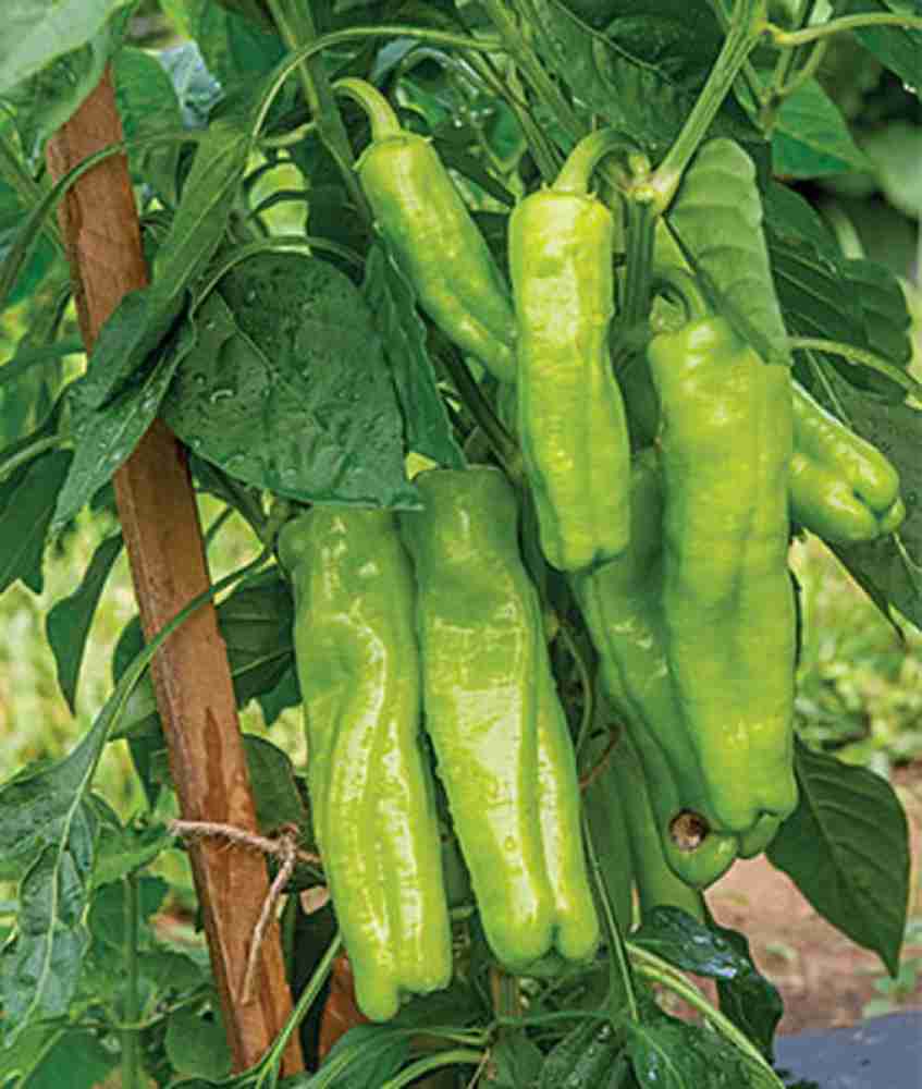 VibeX Sweet, Long Tall Sally Hybrid Pepper Seed Price in India - Buy VibeX  Sweet, Long Tall Sally Hybrid Pepper Seed online at