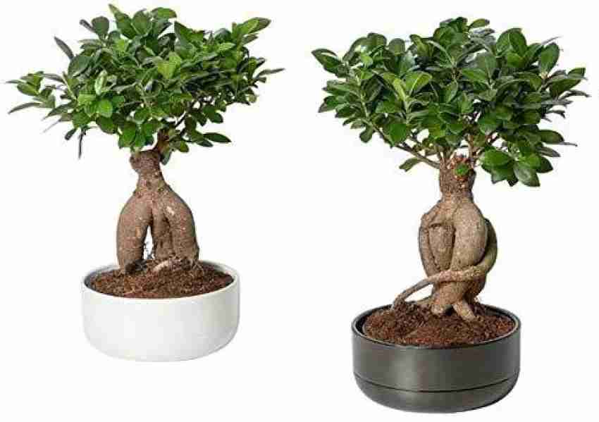 Pots & Plants Ficus Bonsai Plant Price in India - Buy Pots & Plants Ficus  Bonsai Plant online at